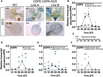 Clock-Controlled and Cold-Induced CYCLING DOF FACTOR6 Alters Growth and Development in Arabidopsis